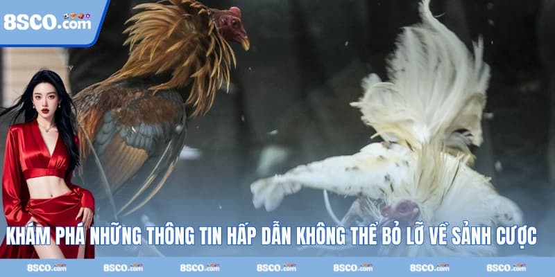 Khám phá những thông tin hấp dẫn không thể bỏ lỡ về sảnh cược nhà 8S