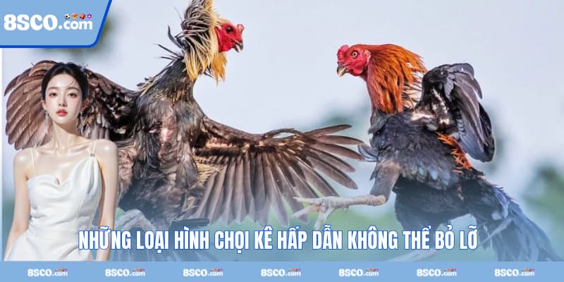Những loại hình chọi kê hấp dẫn không thể bỏ lỡ