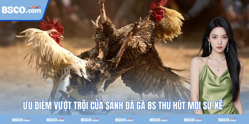 Ưu điểm vượt trội của sảnh đá gà 8S thu hút mọi sư kê